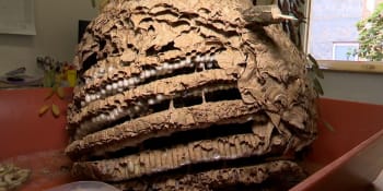 Takhle vypadá osmikilové hnízdo agresivních sršní z Plzně. Vědci hledají nové královny i larvy 