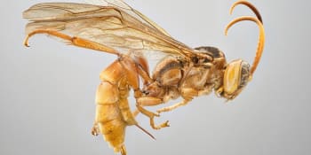 Vědci objevili vosu jako z hororu. Do své oběti naklade vajíčka, larvy ji sežerou zevnitř