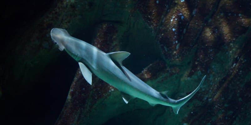 Kladivoun tiburo