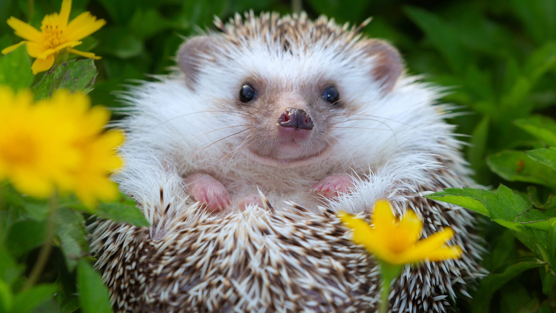Šťastný ježek