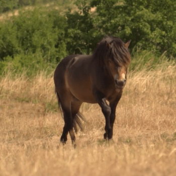 Jedním ze stálých obyvatel Šlovického vrchu je exmoorský pony.
