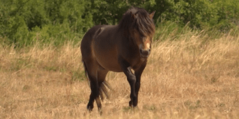Divocí koně, chránění obojživelníci i hmyz. Potkáte je na Šlovickém vrchu