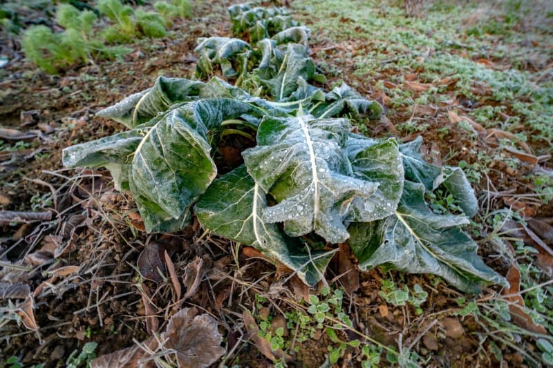 Přízemní mrazíky ohrožují zejména zeleninu