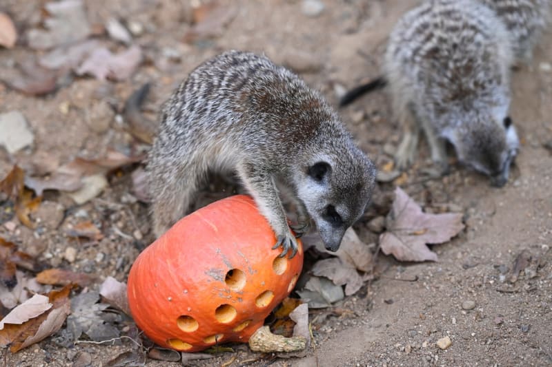 V zajetí jedí surikaty ovoce a zeleninu
