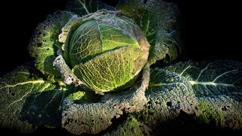 Kadeřávek patří mezi druhy zeleniny ohrožené mrazem