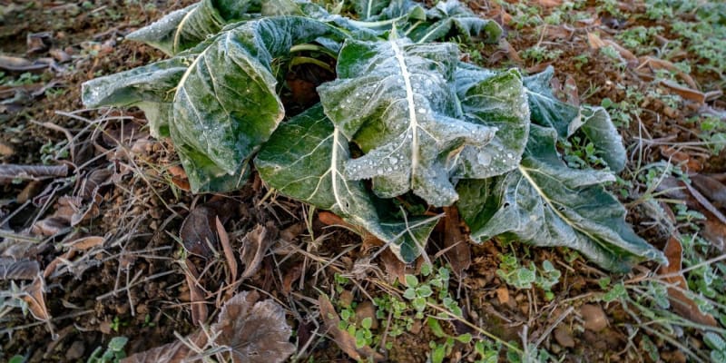 Přízemní mrazíky ohrožují zejména zeleninu
