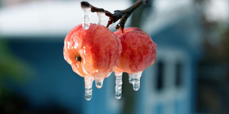 Mrazy mohou poškodit i jablka