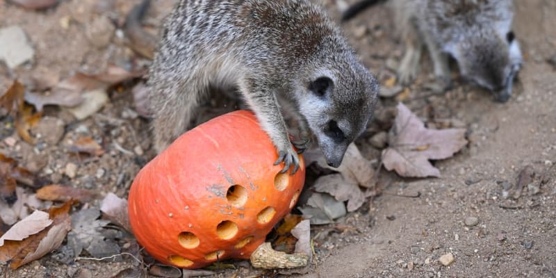 V zajetí jedí surikaty ovoce a zeleninu