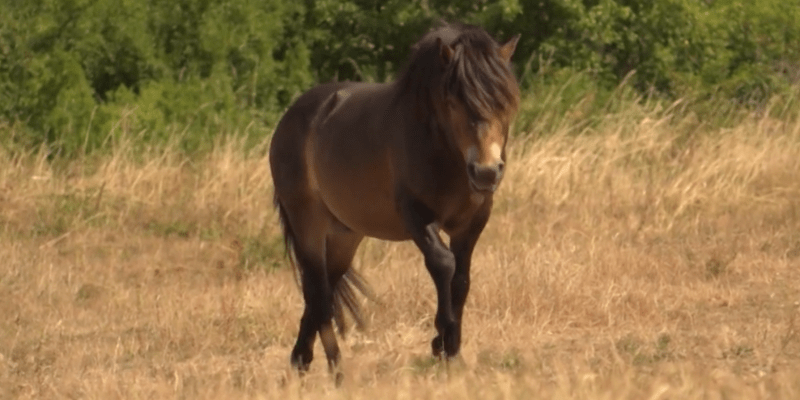Jedním ze stálých obyvatel Šlovického vrchu je exmoorský pony.