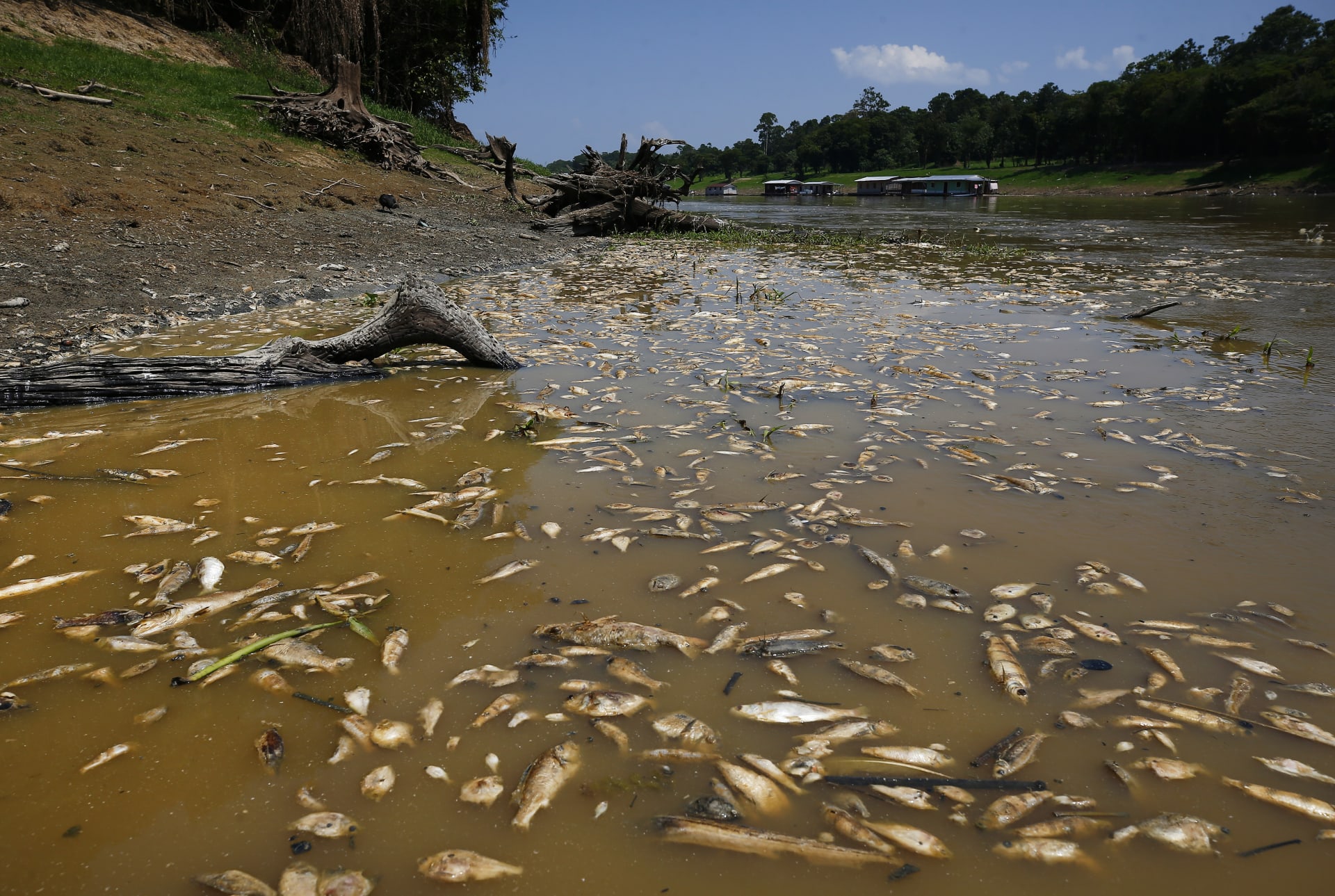 Tisíce mrtvých ryb na Amazonce