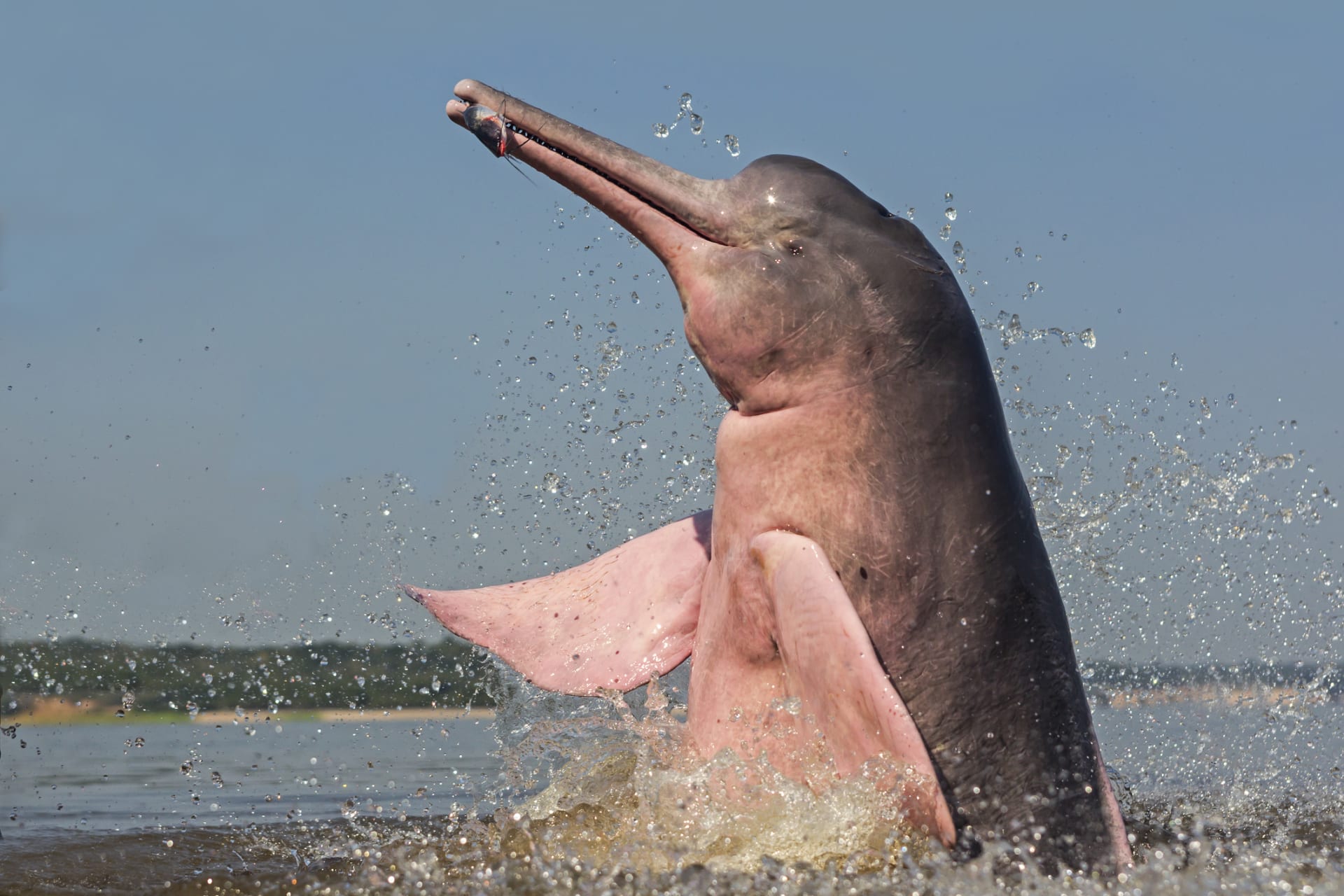Delfínovec amazonský