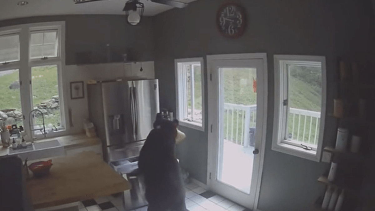 Medvěd v USA vnikl do domu a z mrazáku ukradl lasagne