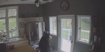 Medvěd se vloupal do domu. Nečekaný zloděj ukradl z mrazáku lasagne a zmizel, ukazuje video