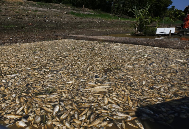 Tisíce mrtvých ryb na Amazonce