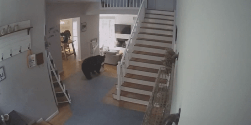 Medvěd v USA vnikl do domu a z mrazáku ukradl lasagne