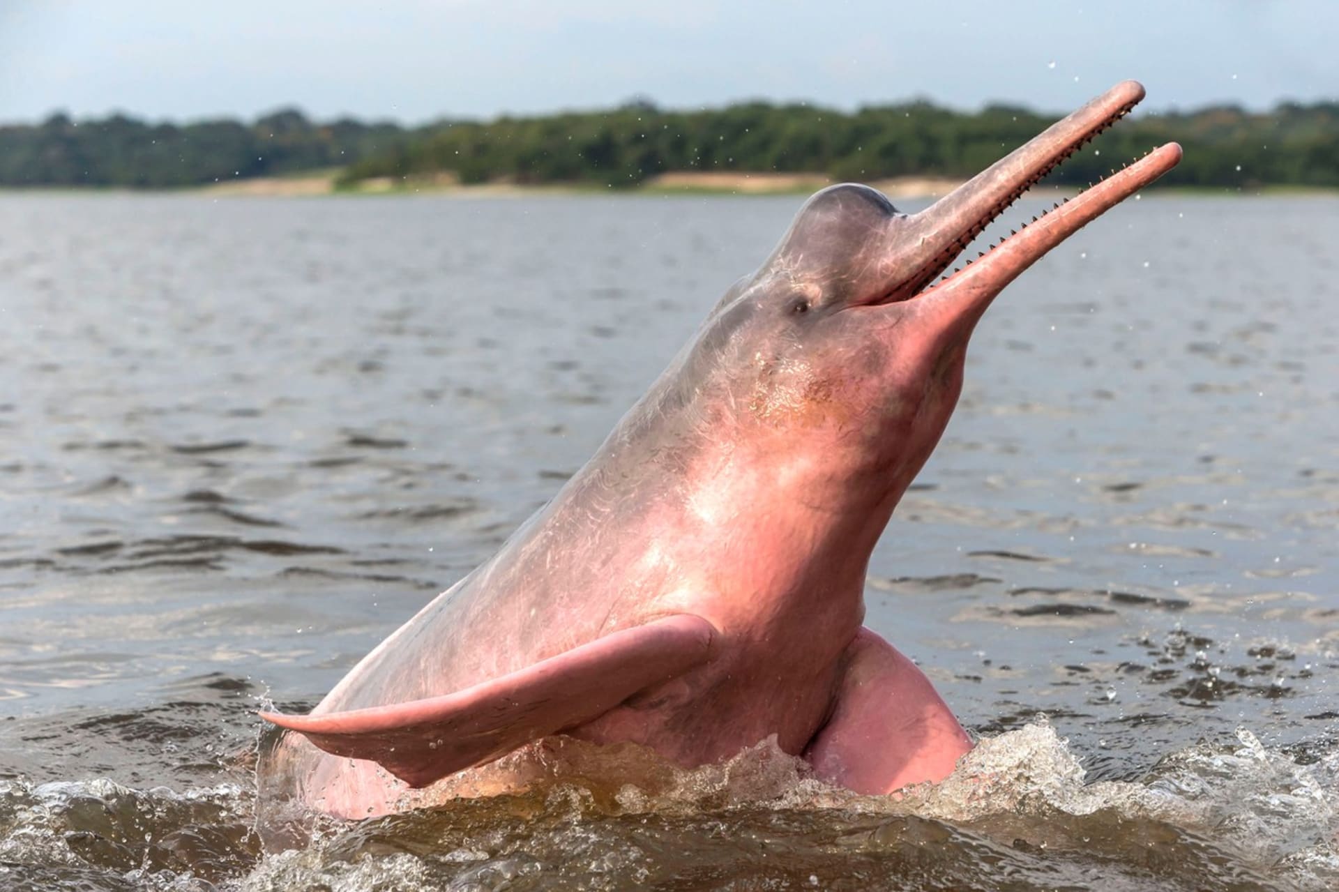 Smrt delfínovců místní zasáhla