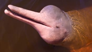 Vzácní růžoví delfíni masově vymírají. Video ukazuje zkázu desetiny populace