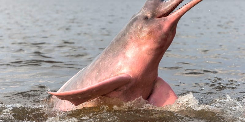 Smrt delfínovců místní zasáhla