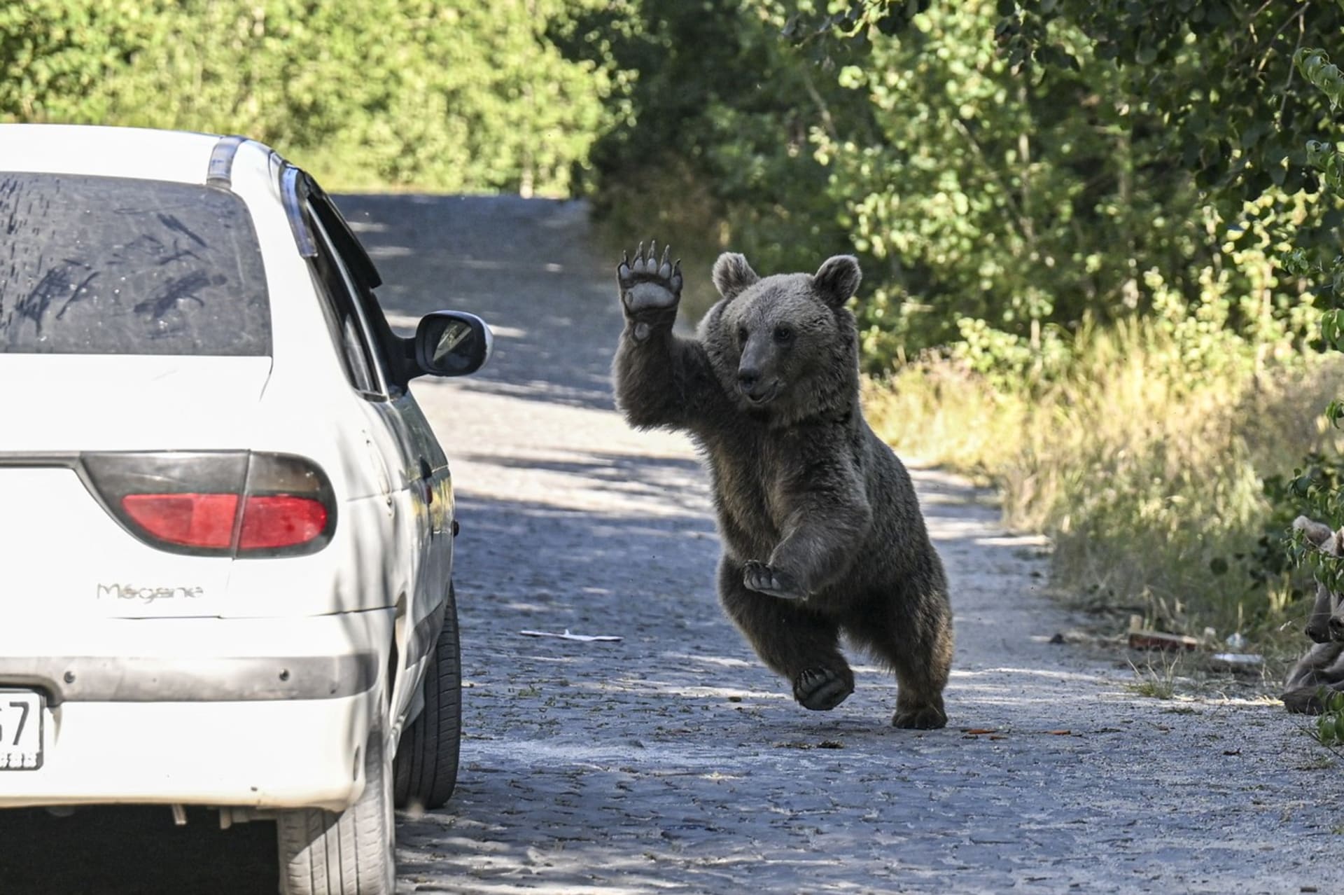 Medvěd na silnici (ilustrační foto)
