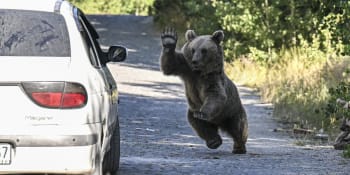 Moment hrůzy: Medvěd se rozběhl k dítěti, z metru si hleděli do očí. Zahnal ho kolemjdoucí