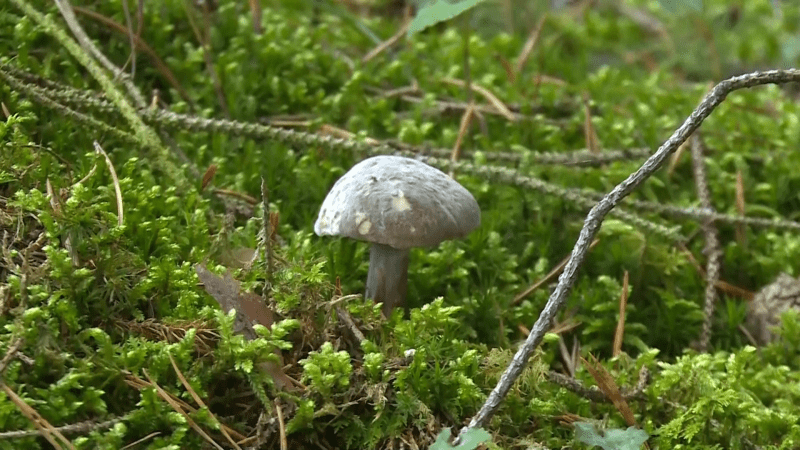 Houby v českých lesích rostou v hojném množství.