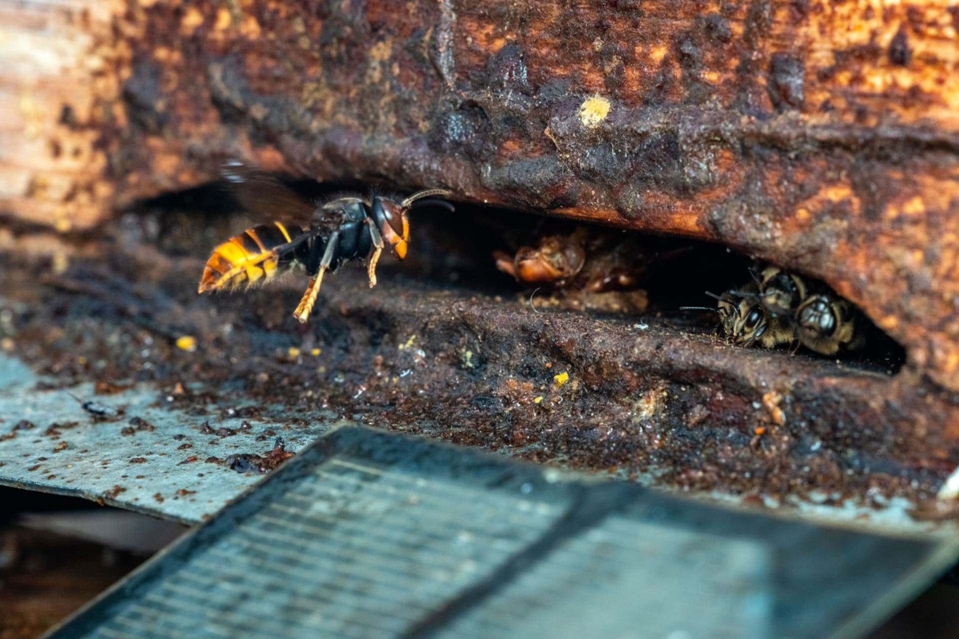 Asijská sršeň útočící na včelu