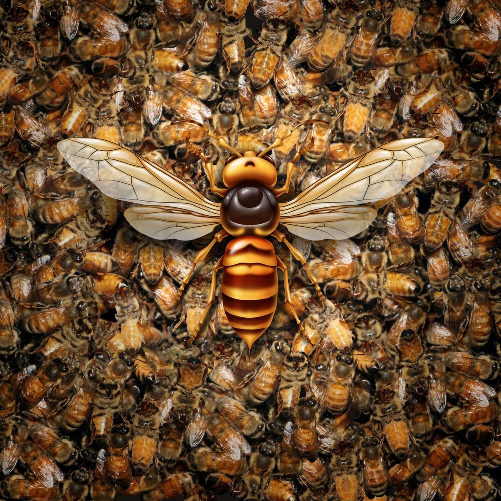 Velikost sršně asijské v porovnání s běžným evropským včelstvem