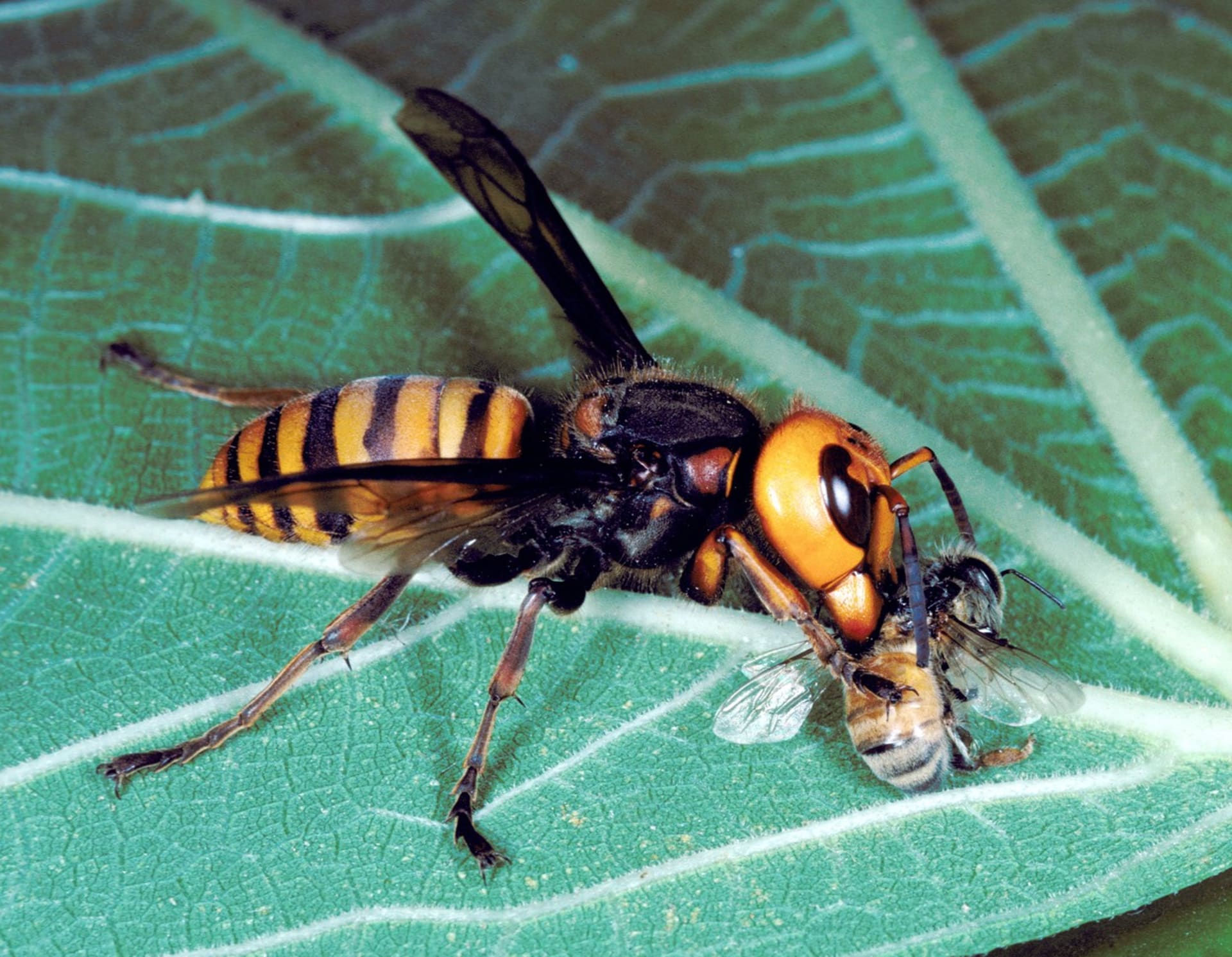 Asijská sršeň pojídající včelu