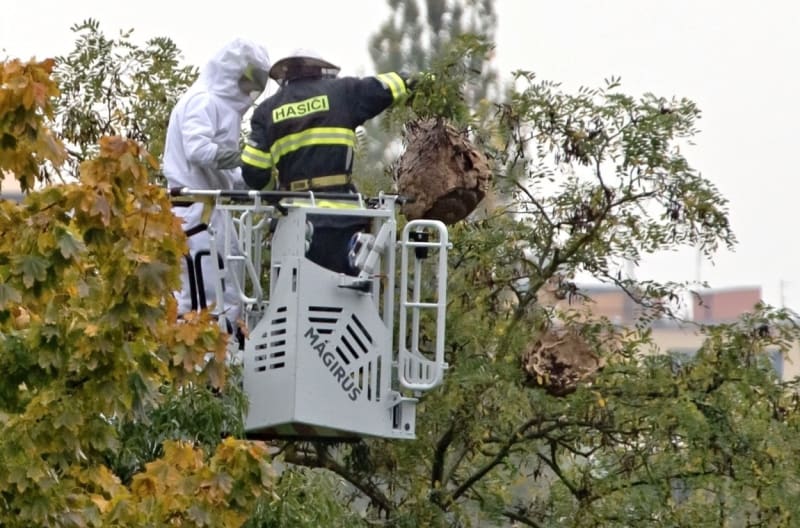 Hnízdo sršní asijských už museli hasiči sundavat i v Česku