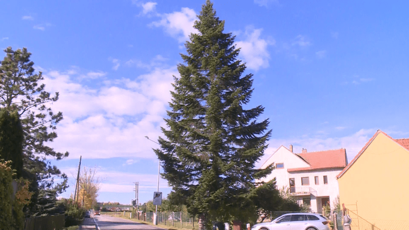 V Boršově už na návsi stojí vánoční strom. K údivu místních i přespolních.