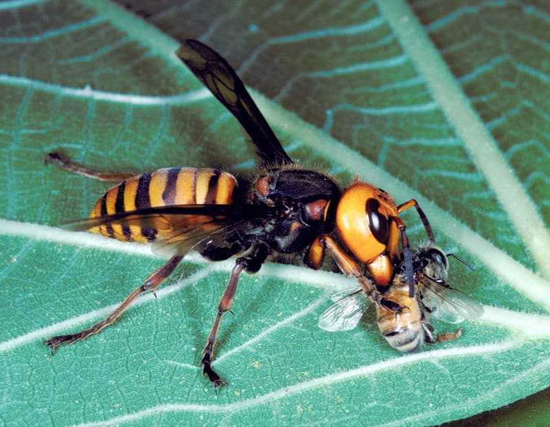 Asijská sršeň pojídající včelu