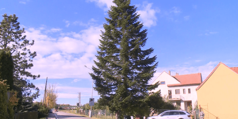 V Boršově už na návsi stojí vánoční strom. K údivu místních i přespolních.