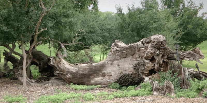 Pozůstatek solitérního stromu v lánské oboře na jižní Moravě.