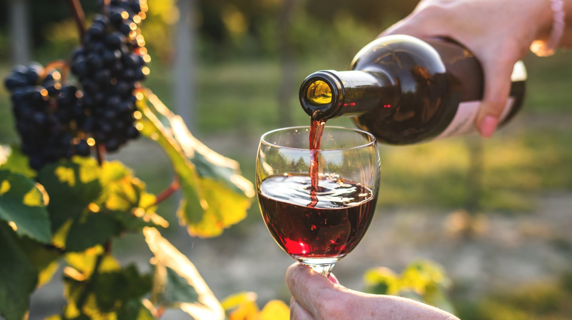 Svatomartinské víno 2023: Nenechte se napálit! Ne každé mladé víno může nést tuto značku