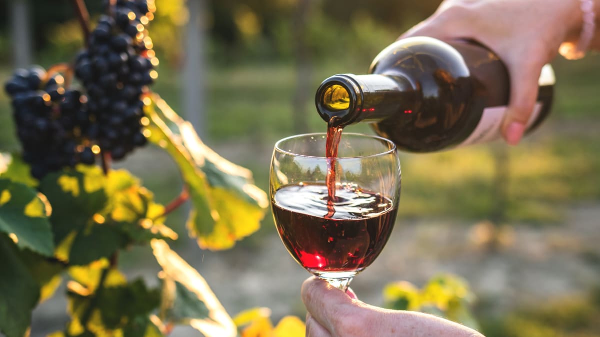Svatomartinské víno 2023: Nenechte se napálit! Ne každé mladé víno může nést tuto značku