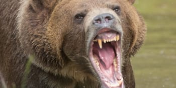 Krvavý útok medvěda na Slovensku: Šelma napadla houbaře. Zraněný muž se spasil útěkem