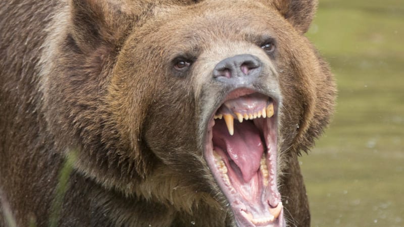 Další útok medvěda na Slovensku: Šelma napadla houbaře. Nejspíše má mláďata, tvrdí experti