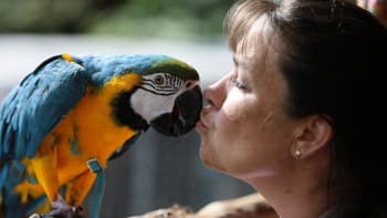Možný zákaz papoušků a křečků v EU všechny zaskočil. Chovatelé v Česku plánují odpor