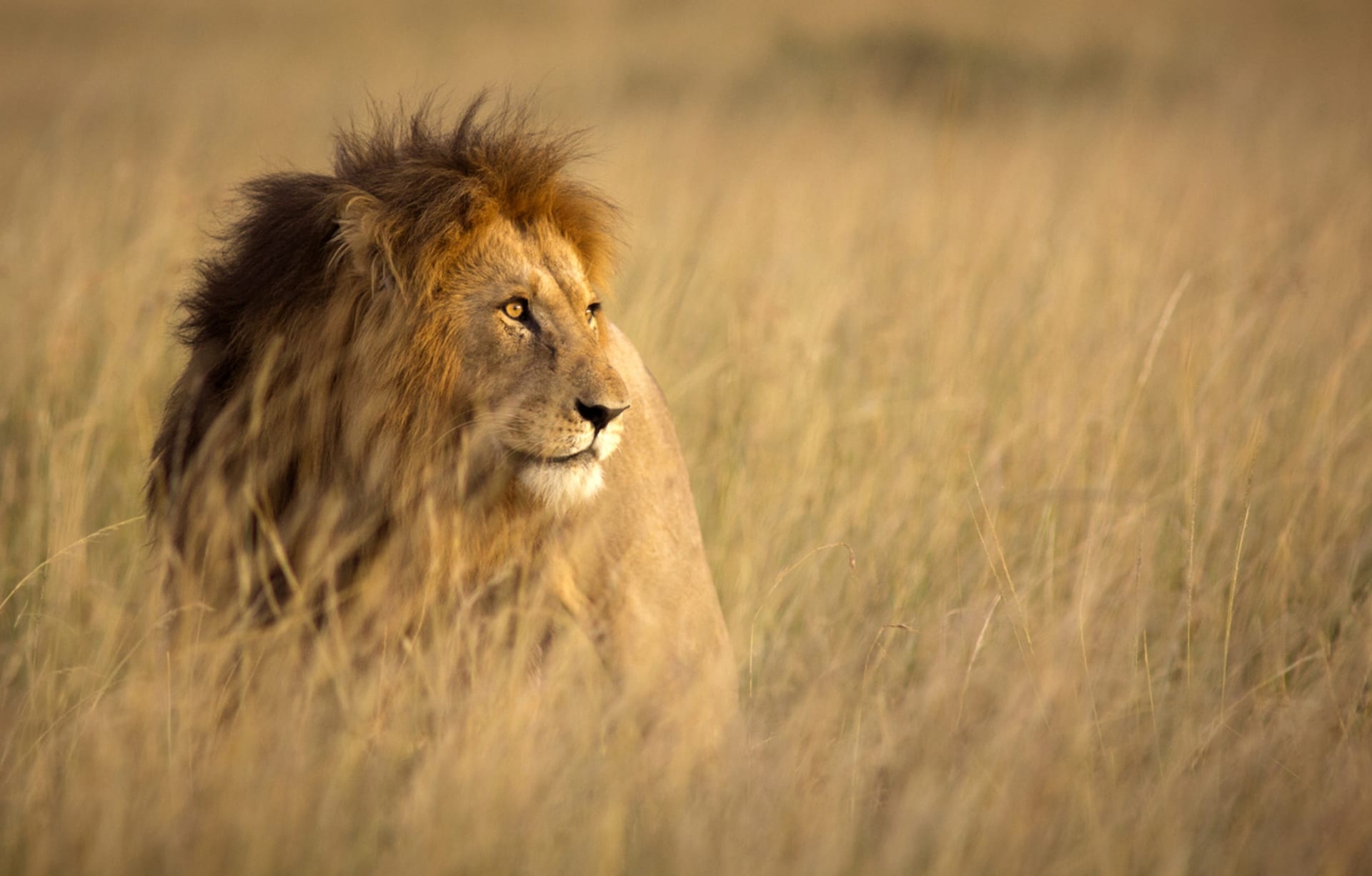 Lev zdaleka není nejobávanějším tvorem v Africe