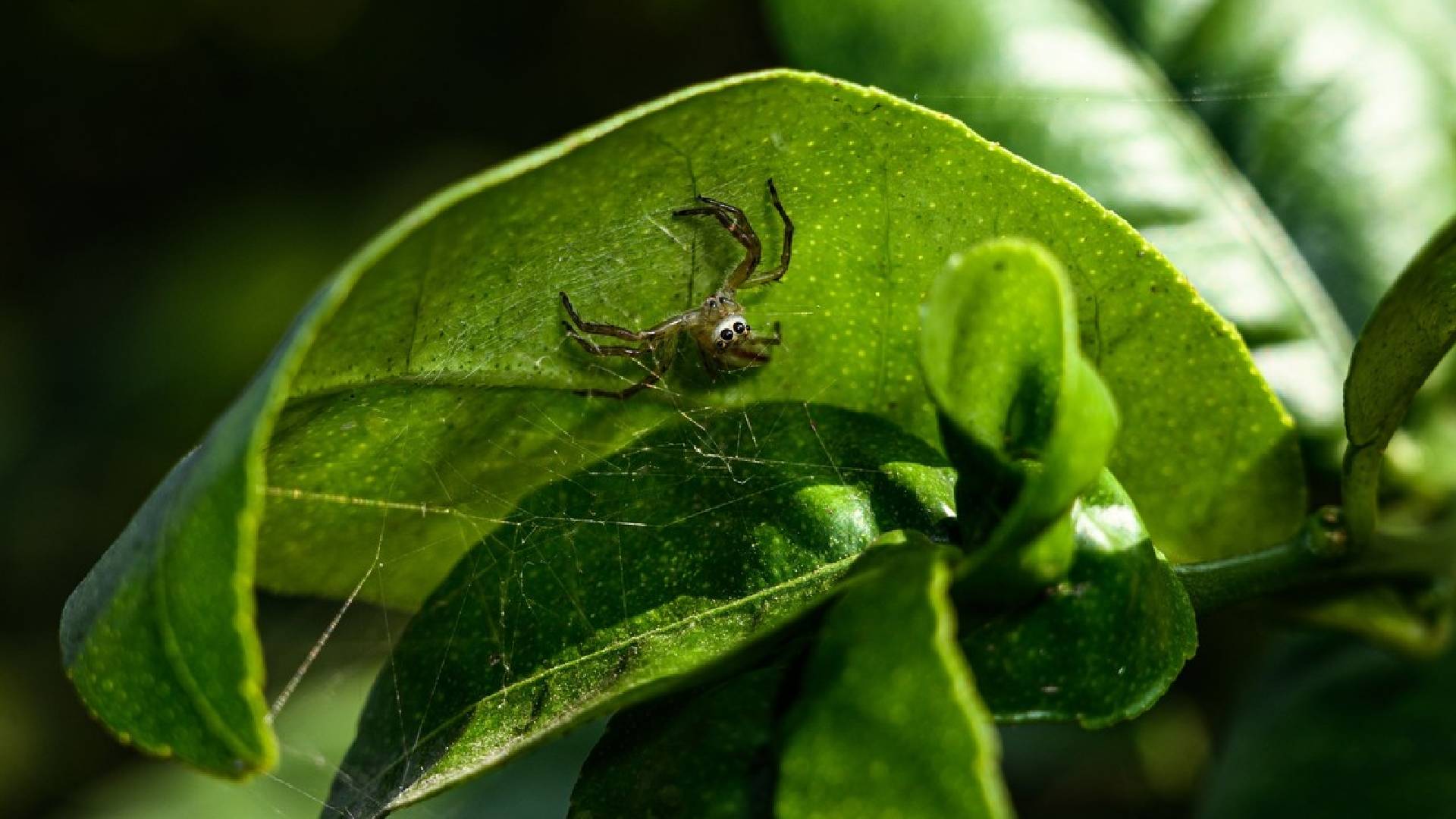 Interakce mezi rostlinou a pavoukem - v tomto případě jde o skákavku Telamonia dimidiata na listech citronovníku 
