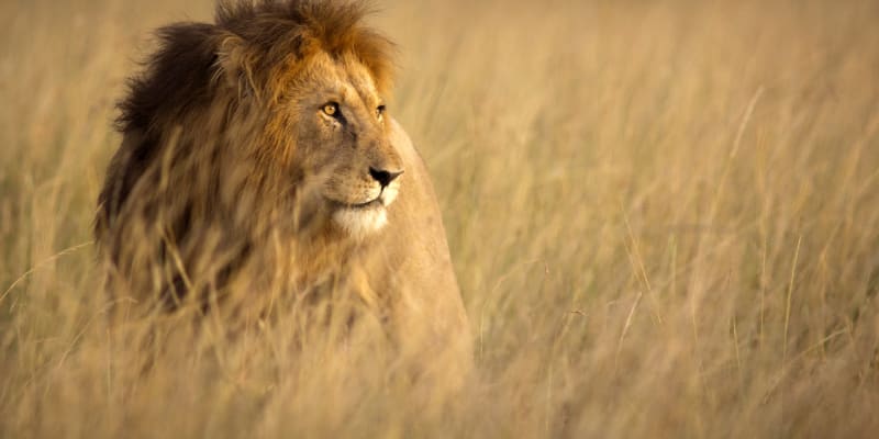 Lev zdaleka není nejobávanějším tvorem v Africe