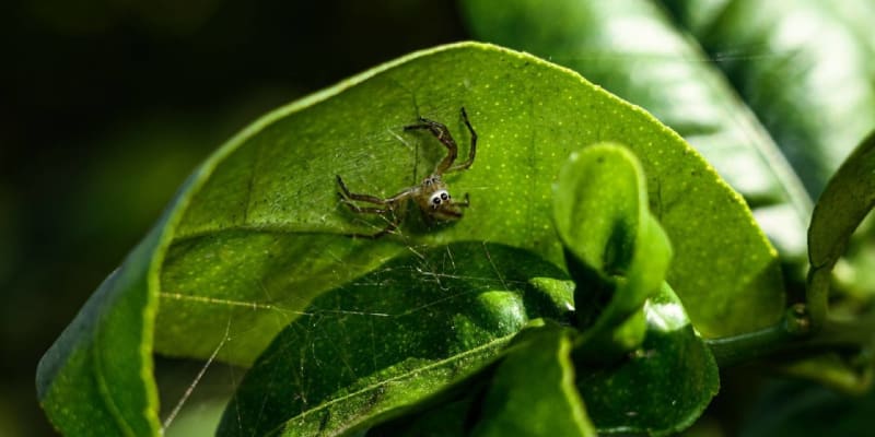 Interakce mezi rostlinou a pavoukem - v tomto případě jde o skákavku Telamonia dimidiata na listech citronovníku 