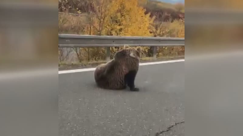 Střet auta s medvědem na Slovensku