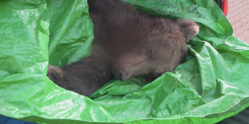 Střet auta s medvědem na Slovensku