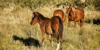 Austrálie plánuje zastřelit 16 000 divokých koní: Odstřel z helikoptér schválily úřady