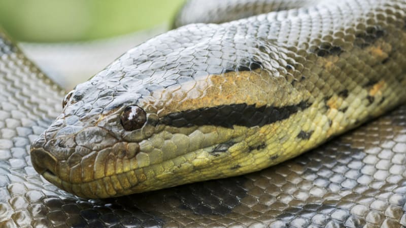 Nejtěžší had světa má 15 000 svalů smrti a útočí i zuby. Podívejte se na drtivé sevření kořisti