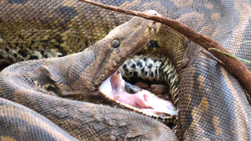 Největší africký had sežere i obří kořist. Podívejte se, jak se lidem dobývá do domu