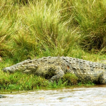 Na břehu působí krokodýl nemotorně