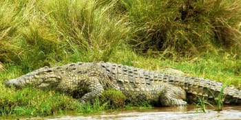 Muž zázrakem přežil útok krokodýla. Predátora kousl do oka, experti tuto obranu nedoporučují