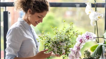 Proč mít doma květiny: Jsou krásné, čistí vzduch a můžeme s nimi i mluvit